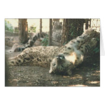 Cheetah card