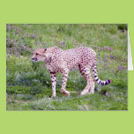 Cheetah Greeting Card