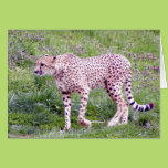 Cheetah Cards