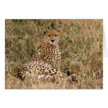 Cheetah Cards