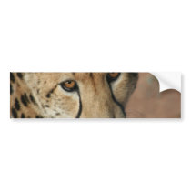 Cheetah Cat Bumper Sticker