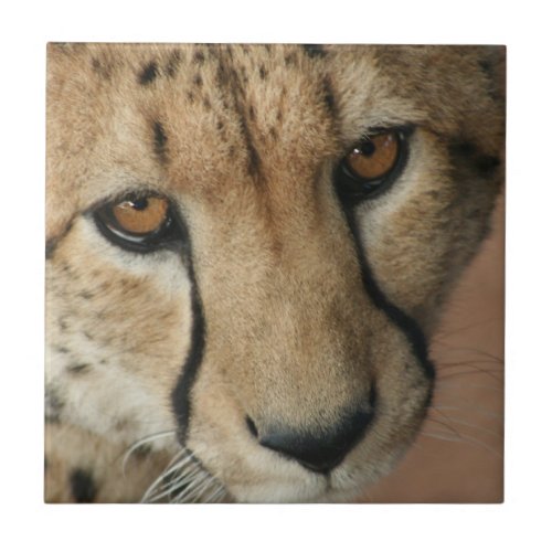 Cheetah Cat Tile