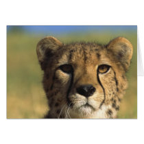 Cheetah Close-Up Cards
