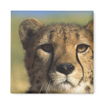 Cheetah Close-Up magnets