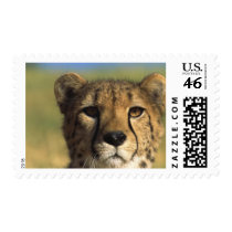 Cheetah Close-Up Stamps