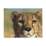 Cheetah Close-Up Post Cards