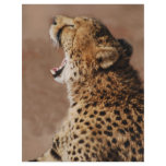 Cheetah could scare a lion flyers