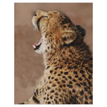 Cheetah could scare a lion flyers