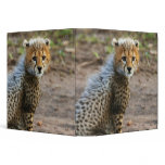 Cheetah Cub Acinonyx Jubatus) as seen in the Binder