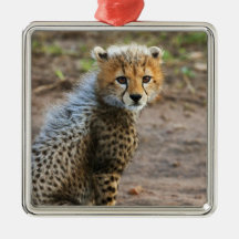 Cheetah Cub Acinonyx Jubatus) as seen in the Ornaments