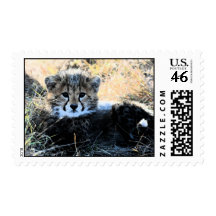 Cheetah cub postage stamp