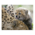 Cheetah Cub with Mom posters