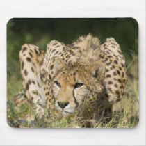 Cheetah Down Low mousepads by ddovala Cheetah Down Low mousepads