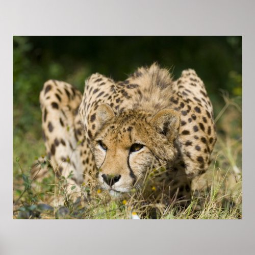 Cheetah Down Low print