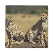 Cheetah Duo magnets