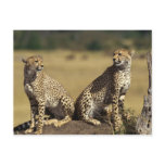 Cheetah Duo Post Cards