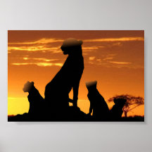 Cheetah family poster