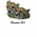 Cheetah Girl t-shirts