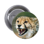 Cheetah Growl Button