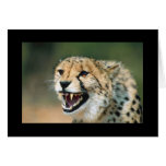 Cheetah Growl cards