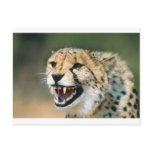 Cheetah Growl Post Cards