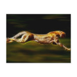 Cheetah Hunting His Prey Postcard