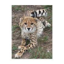 Cheetah Info Card Post Cards