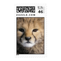 Cheetah-Jamar Stamp