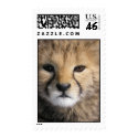 Cheetah-Jamar postage