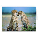 Cheetah Kisses cards by postcardsfromtheedge Cheetah Kisses cards