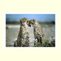 Cheetah Kisses Wildlife Poster posters by art_prints_posters Cheetah Kisses Wildlife Poster posters