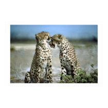 Cheetah Kisses Wildlife Poster posters