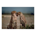 Cheetah Love posters by beverlytazangel Cheetah Love posters