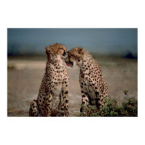 Cheetah Love posters