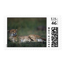 Cheetah lying down stamp