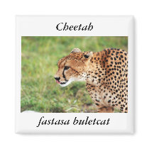 Cheetah Magnet
