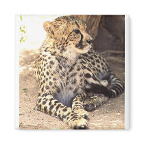 Cheetah Magnet