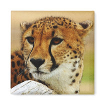Cheetah magnets