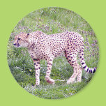 Cheetah Magnet