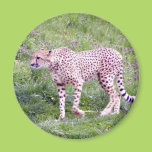 Cheetah Refrigerator Magnet