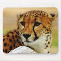 Cheetah mousepads by pixelholic Cheetah mousepads