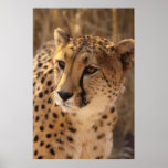 Cheetah - Namibia posters