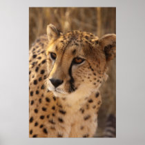 Cheetah - Namibia Posters
