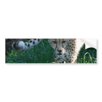 Cheetah on the hunt bumper stickers