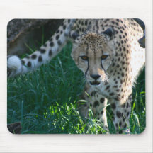 Cheetah on the Hunt Mousepads