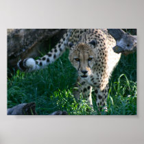 Cheetah on the hunt poster