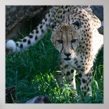 Cheetah on the Hunt Poster