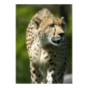 Cheetah on the Prowl posters