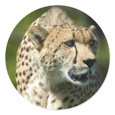 Cheetah on the Prowl Sticker by mlane53