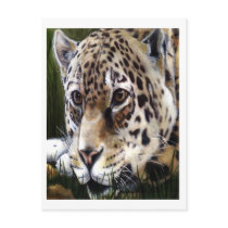 Cheetah Painting  Postcard